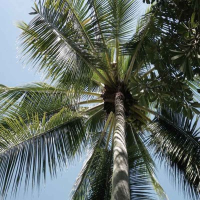 palma de coco 